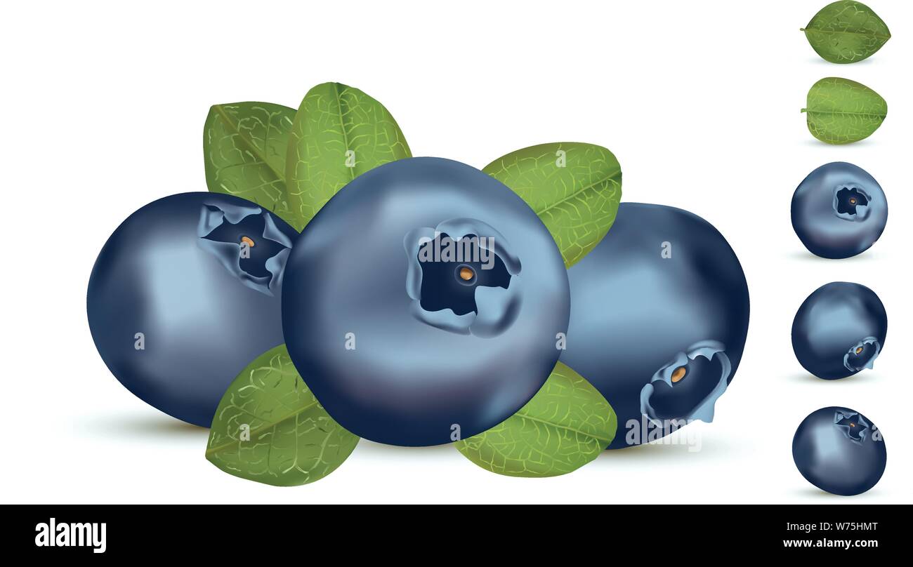 Forest berry with leaft. Collection fresh ripe blueberry. 3d realistic ...