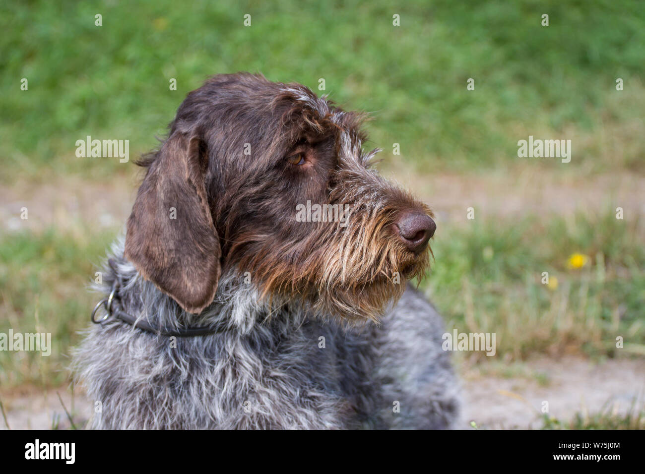 Cesky Fousek Pes High Resolution Stock Photography And Images Alamy