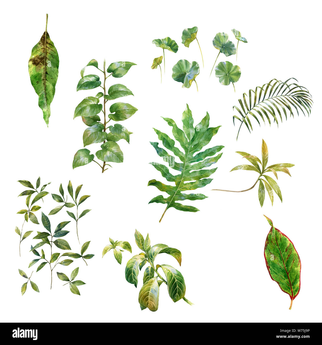 watercolor painting of leaves on white background Stock Photo - Alamy