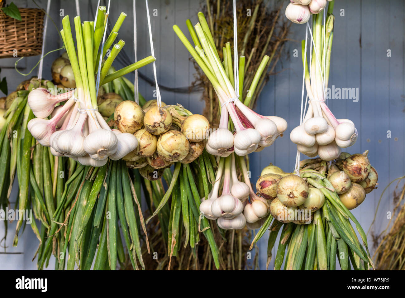 Hanging garlic braid and onion bundles, drying spices and bio vegetables harvested in organic farming by local farmers Stock Photo