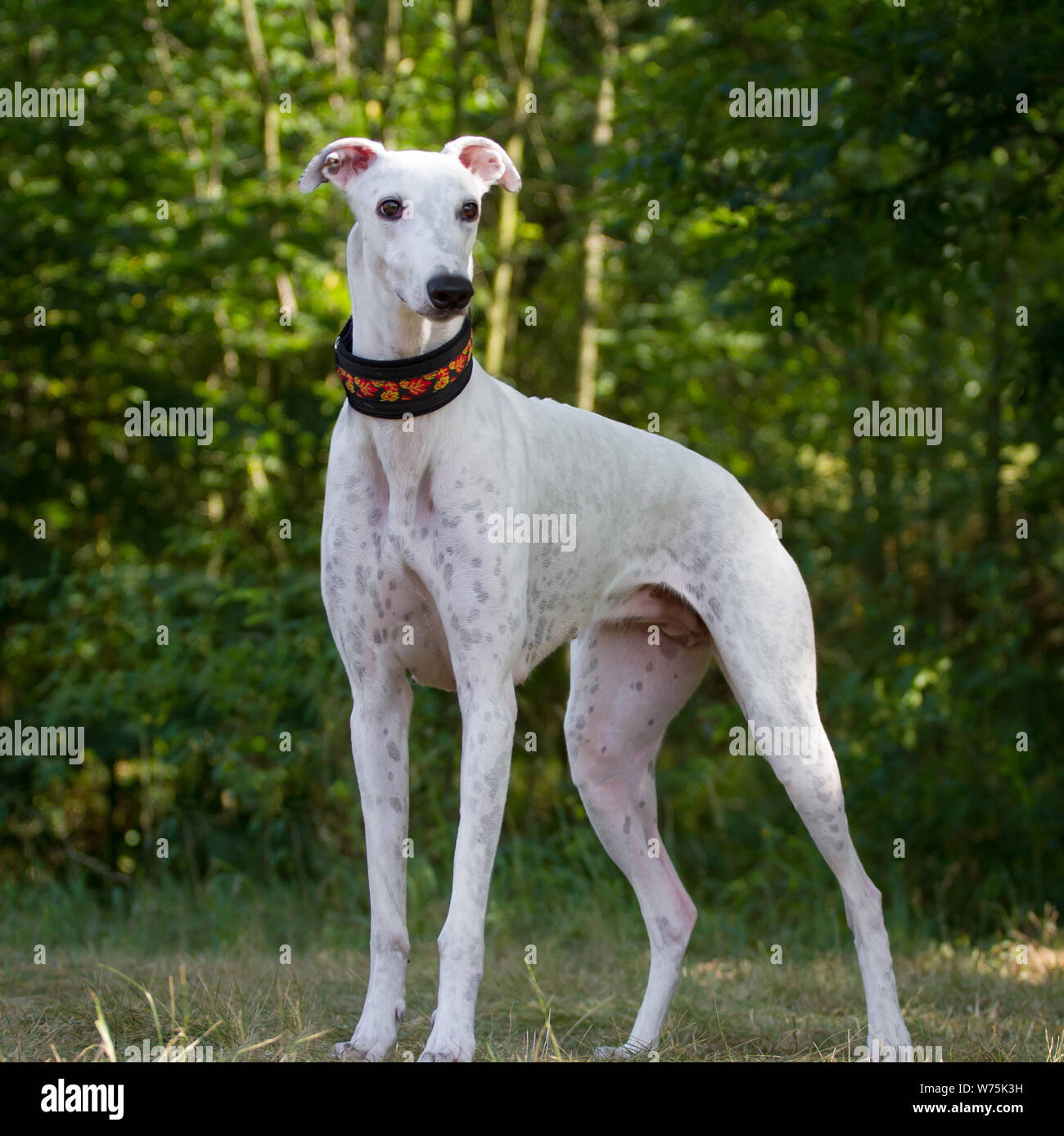 Albino greyhound hotsell