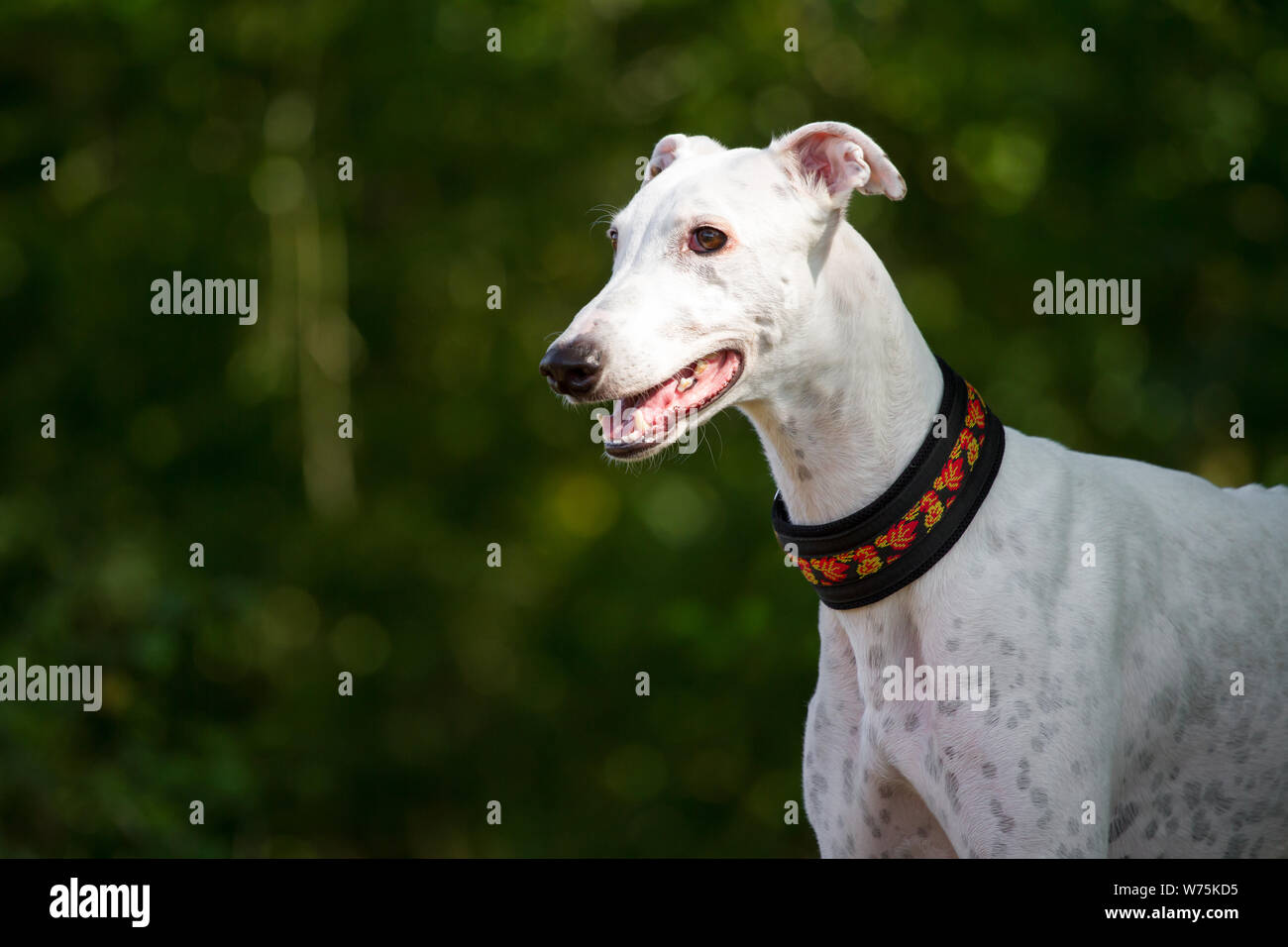 White Greyhound, head portrait Stock Photo