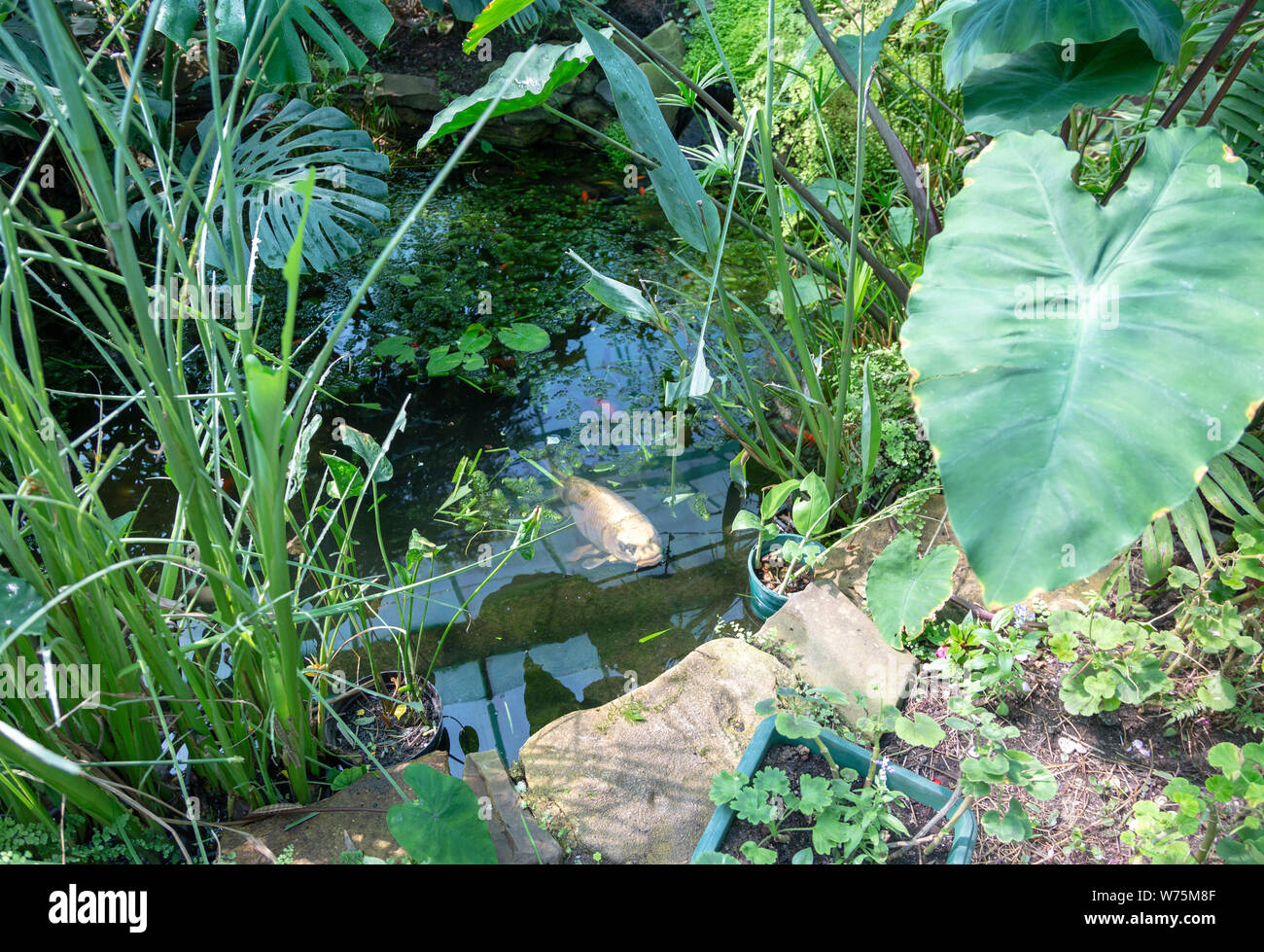 Inside the Butterfly House at Berkeley Castle, Gloucestershire, England, UK tropical rainforest