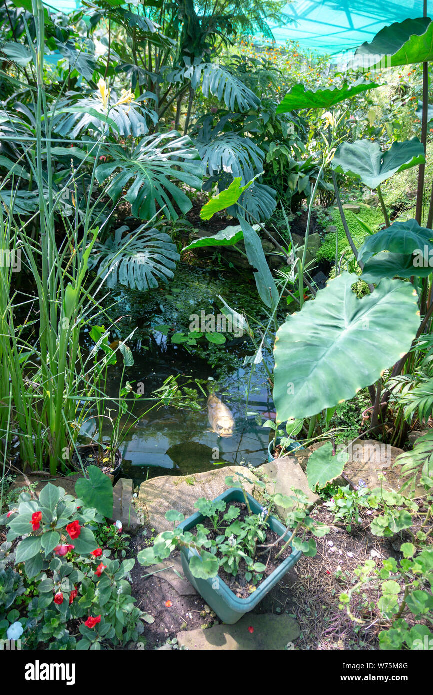 Inside the Butterfly House at Berkeley Castle, Gloucestershire, England, UK tropical rainforest