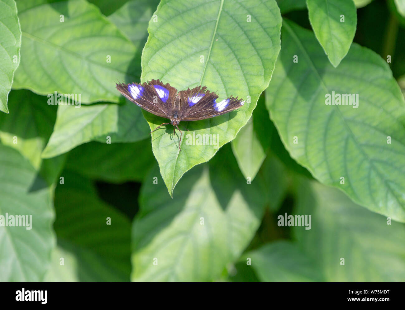 Inside the Butterfly House at Berkeley Castle, Gloucestershire, England, UK Stock Photo Alamy