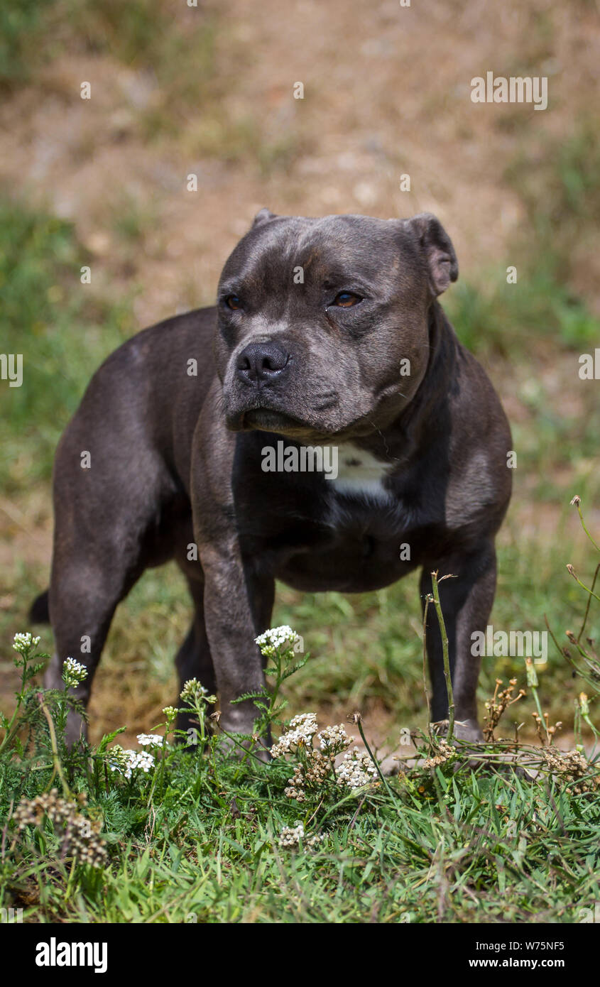 Blue Staffordshire Bull Terrier standing Stock Photo