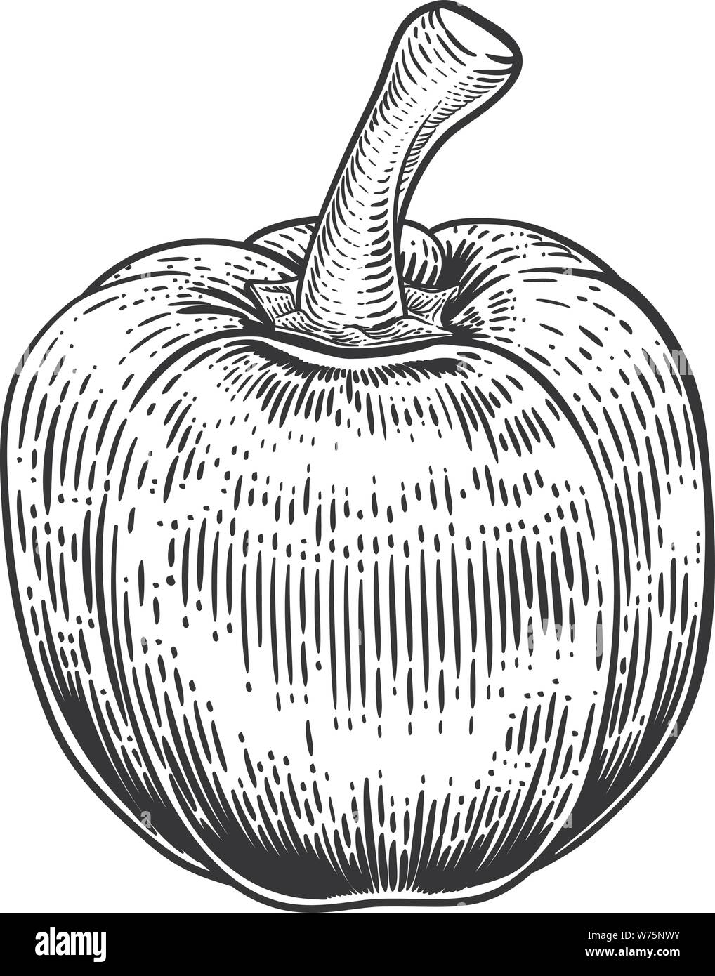 Bell Pepper Woodcut Vegetable Illustration Stock Vector