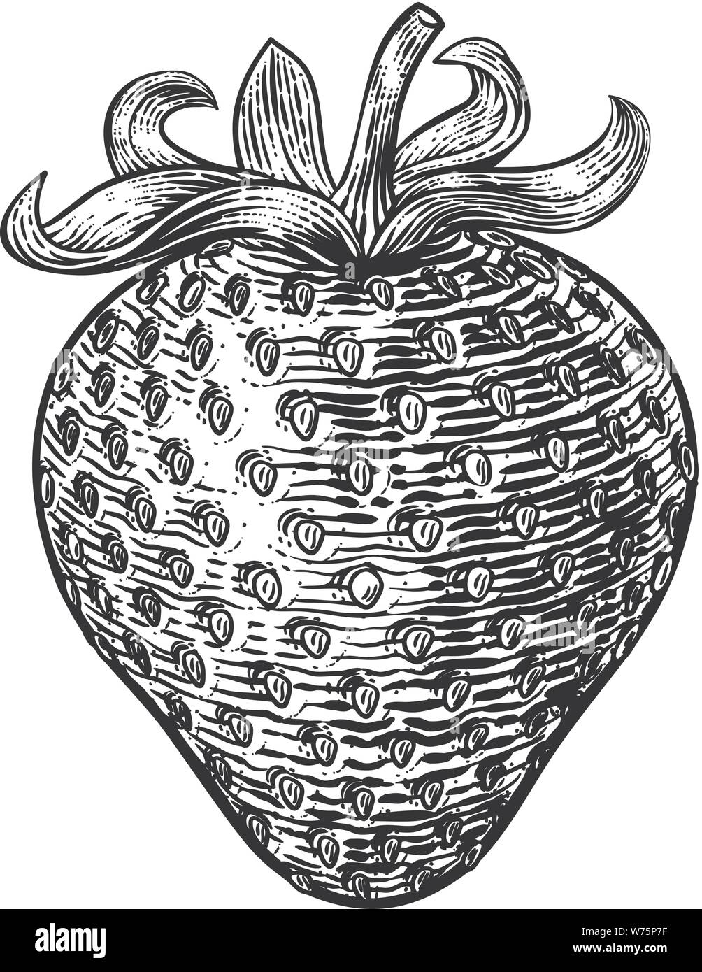 Strawberry Vintage Woodcut Illustration Stock Vector