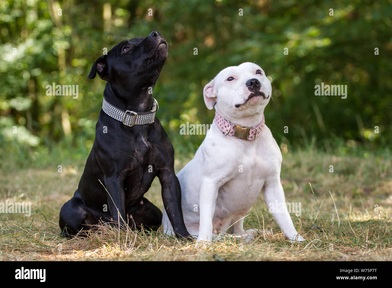Two Staffordshire Bull Terrier friends, black and white Stock Photo