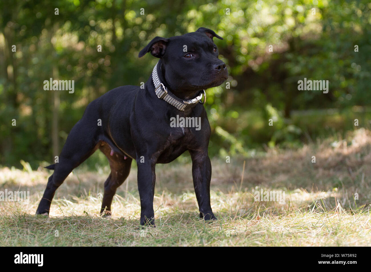 all black staffordshire bull terrier