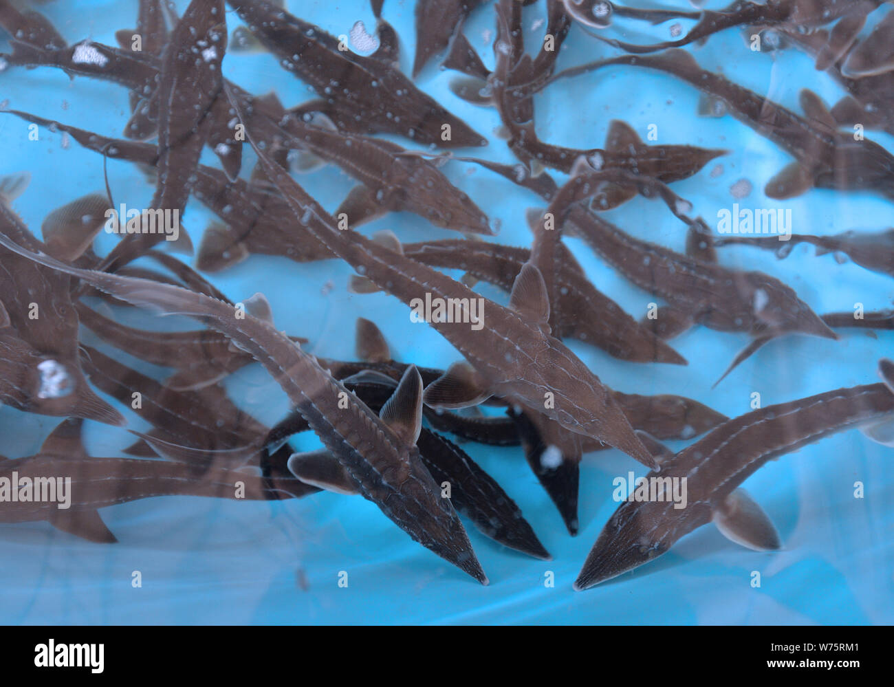 Sturgeons are bred in order to produce caviar to be exported at a
