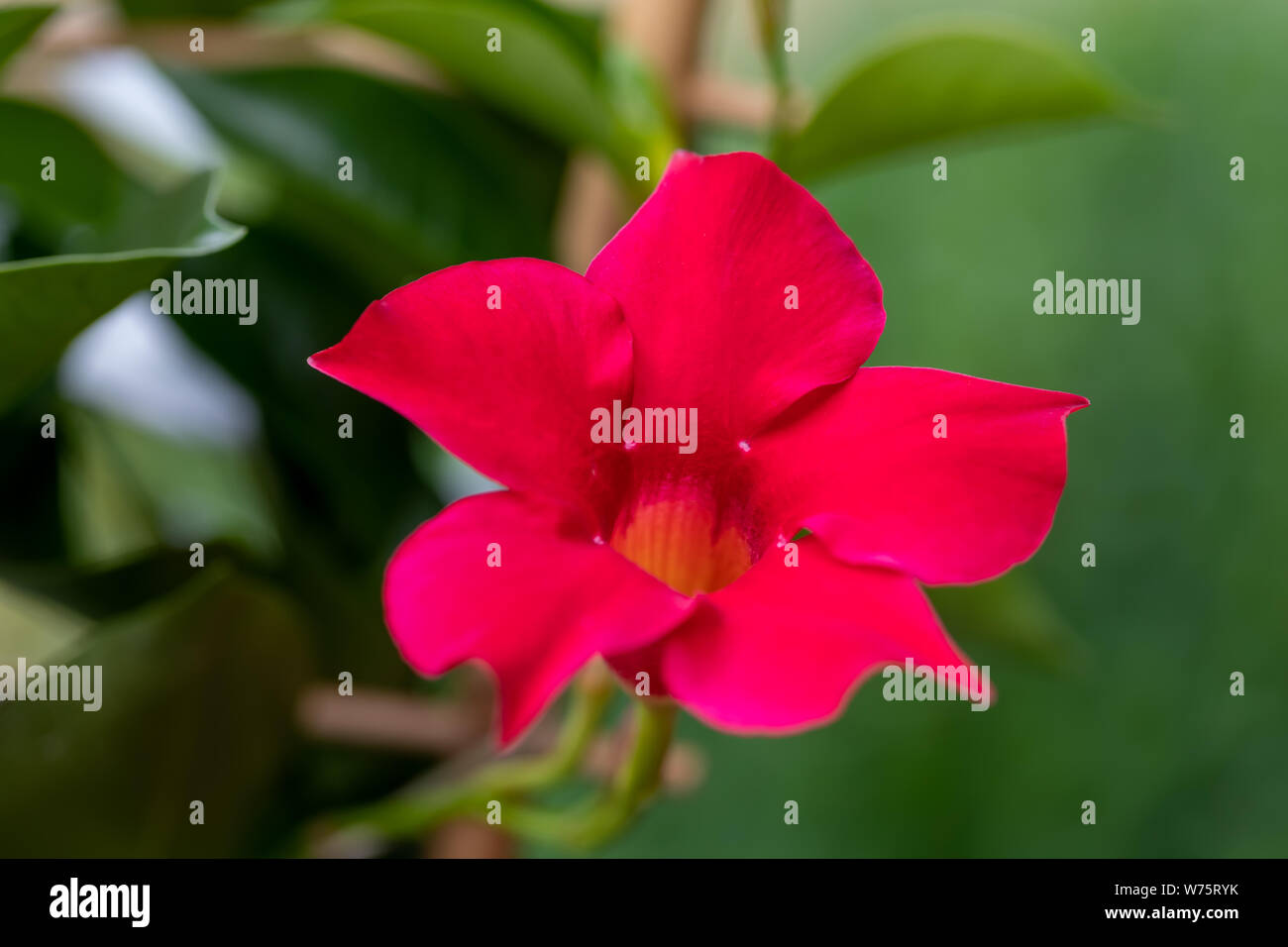 Flowering red Mandevilla rose Dipladenia in summer garden. Tropical and