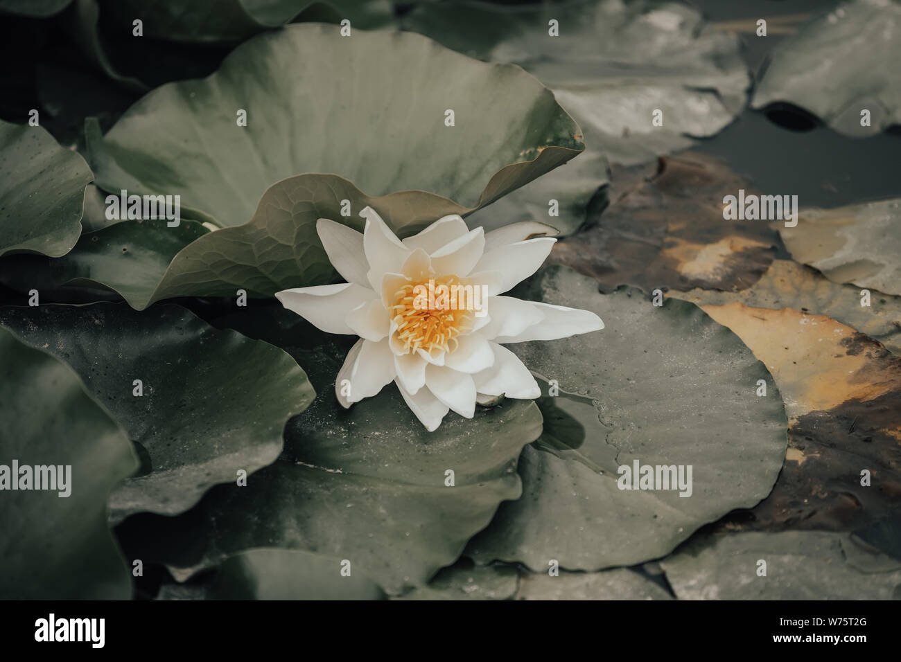 lotus or water lily flower at the small pond, wilderness nature czech