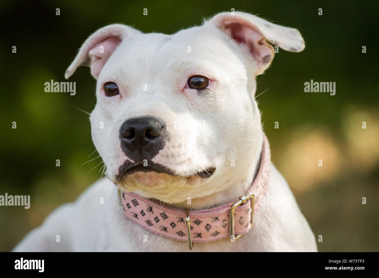 White Staffordshire Bull Terrier, head portrait Stock Photo