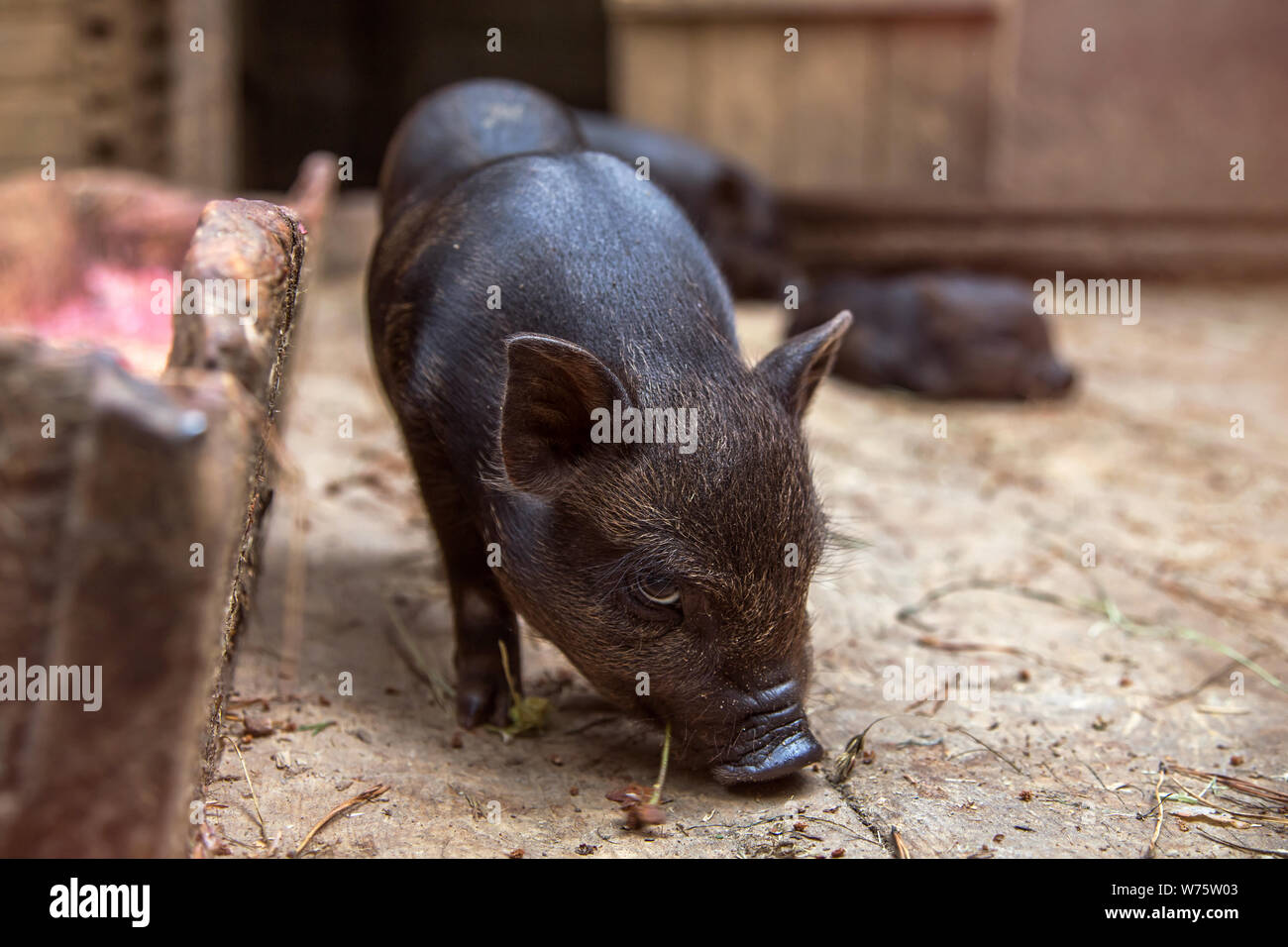 Black mini piglet eating. Stock Photo
