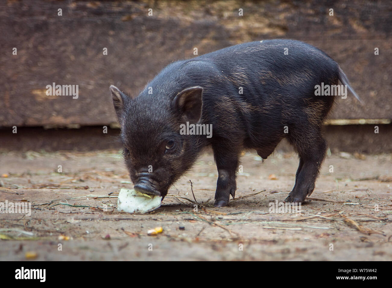 small pigs in the farm Stock Photo