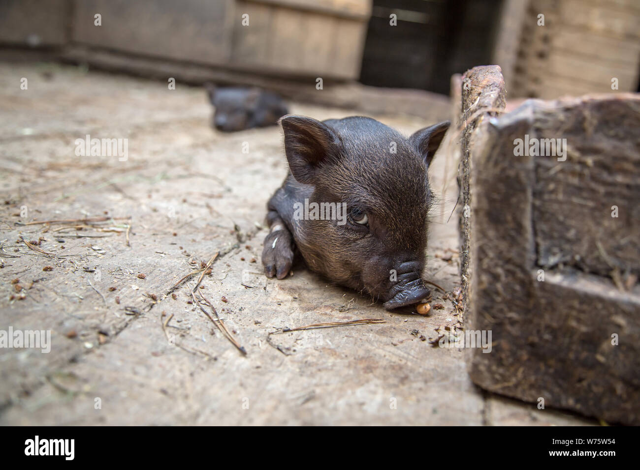 Black mini pig of the Vietnamese breed on sty. Stock Photo