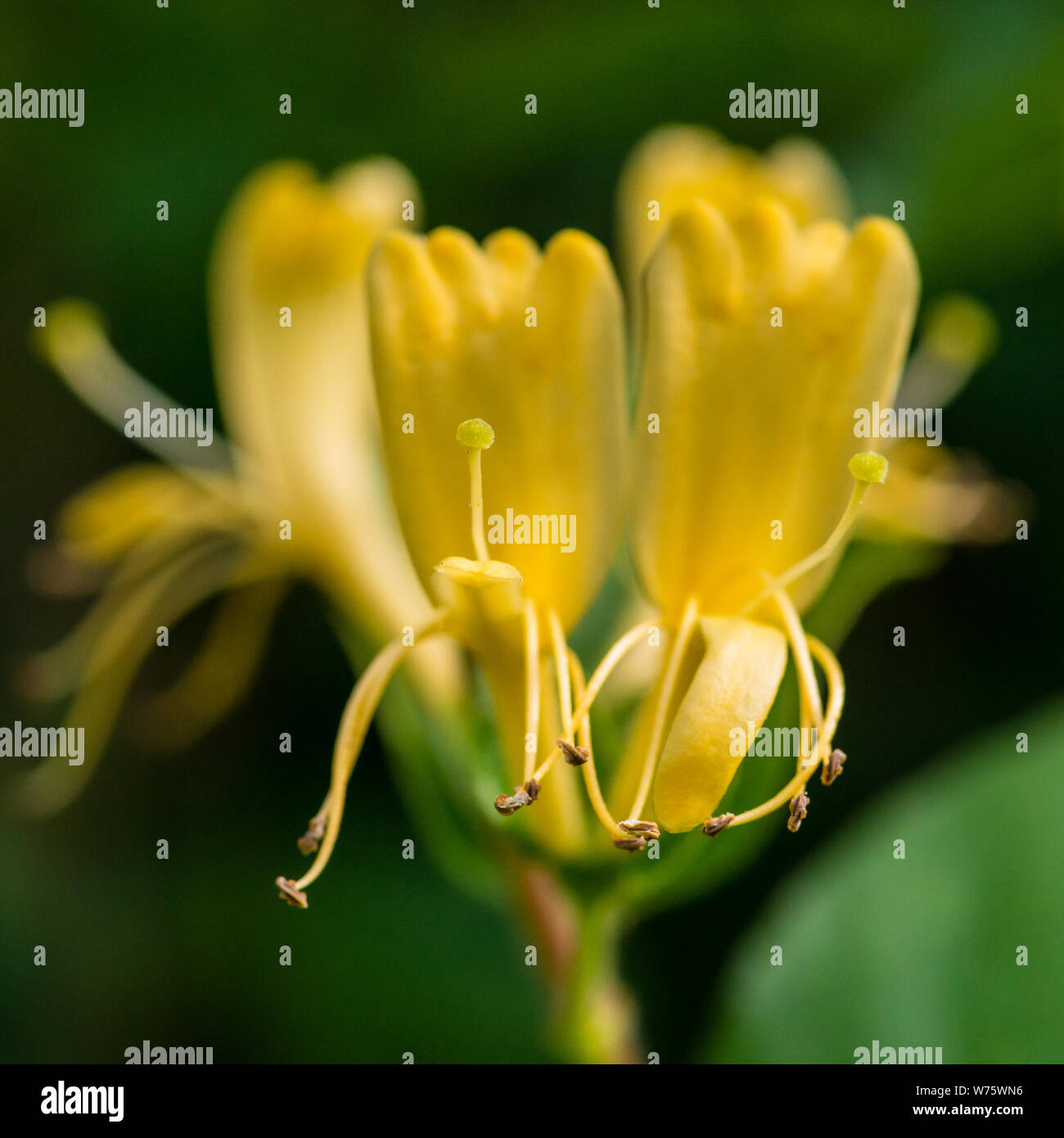 Yellow honeysuckle hires stock photography and images Alamy