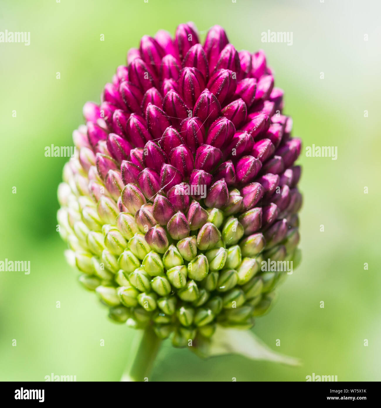 Drumstick allium hires stock photography and images Alamy