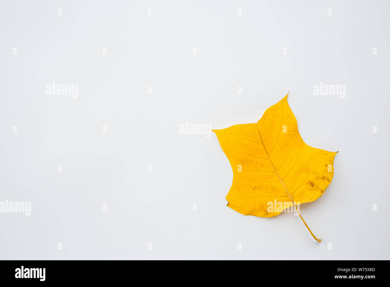 Download Top View Flat Lay Autumn Fall Mockup Frame Made Of Yellow Leaves On White Background Copy Space Stock Photo Alamy PSD Mockup Templates