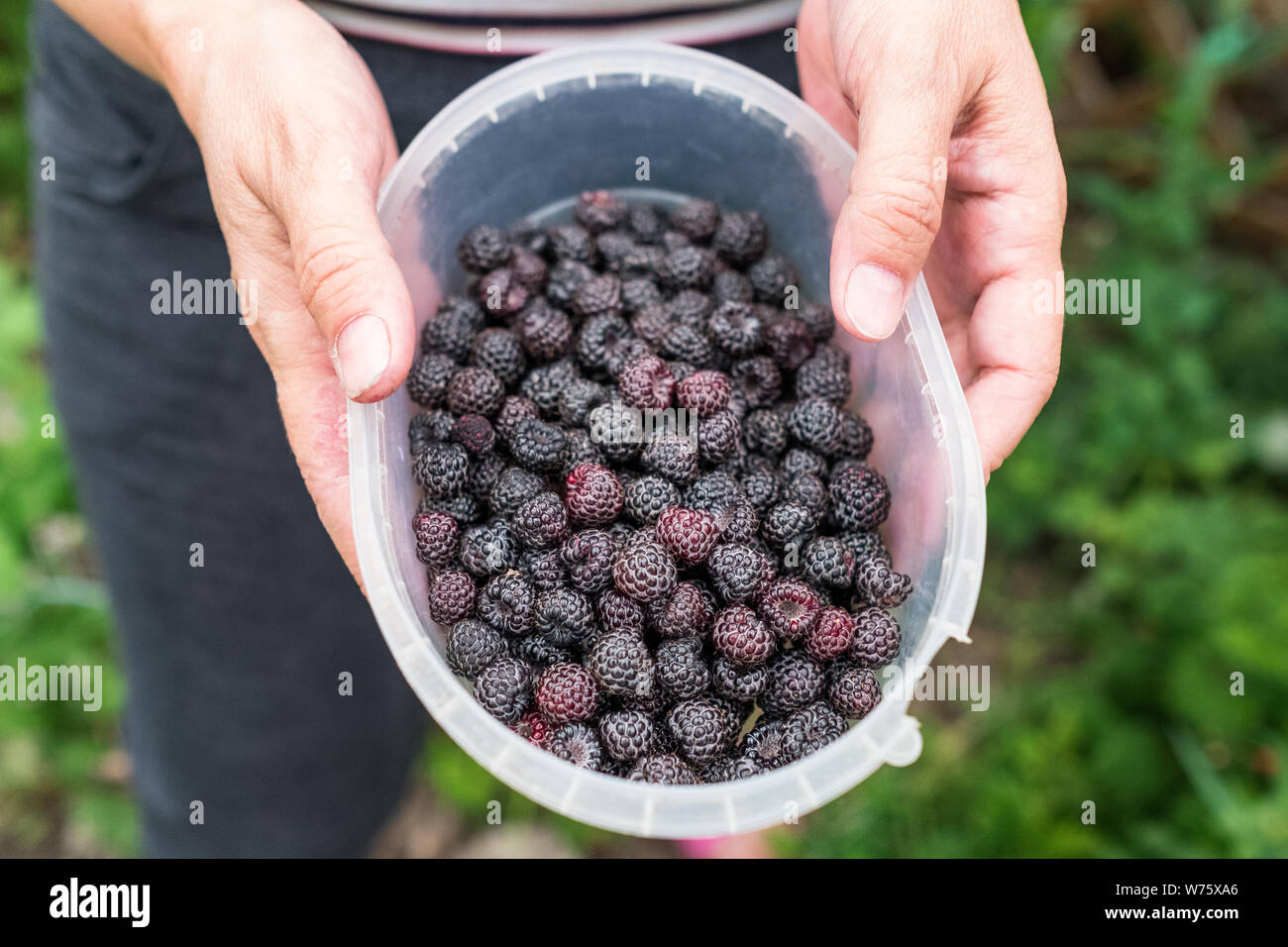 Black raspberries hi-res stock photography and images - Alamy