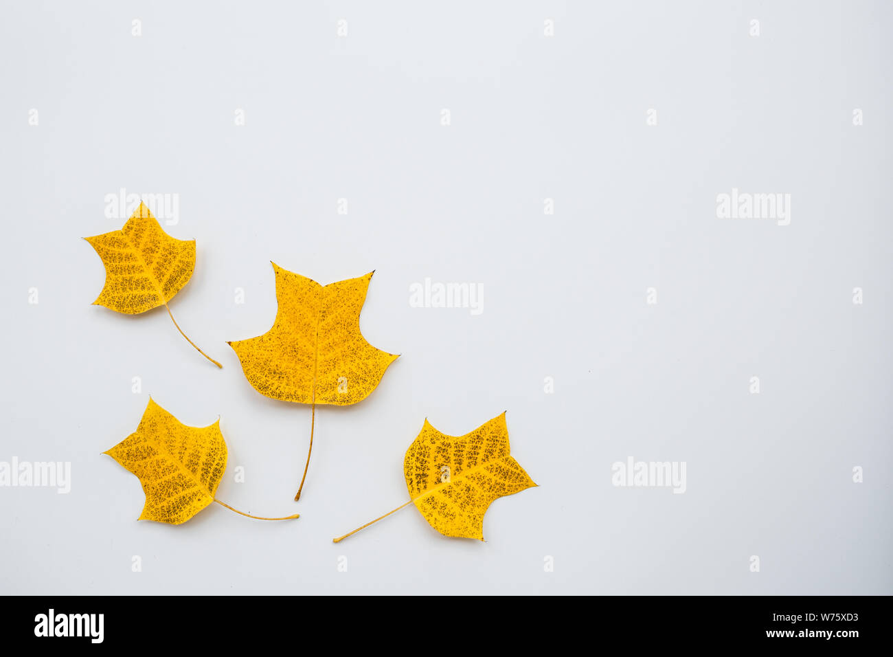 Download Top View Flat Lay Autumn Fall Mockup Frame Made Of Yellow Leaves On White Background Copy Space Stock Photo Alamy PSD Mockup Templates