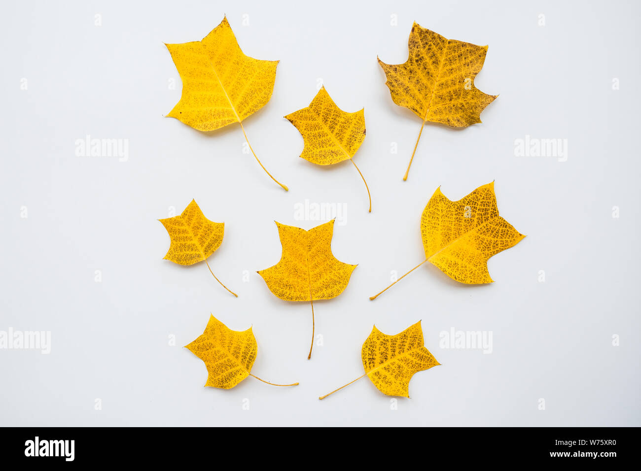 Download Top View Flat Lay Autumn Fall Mockup Frame Made Of Yellow Leaves On White Background Copy Space Stock Photo Alamy PSD Mockup Templates