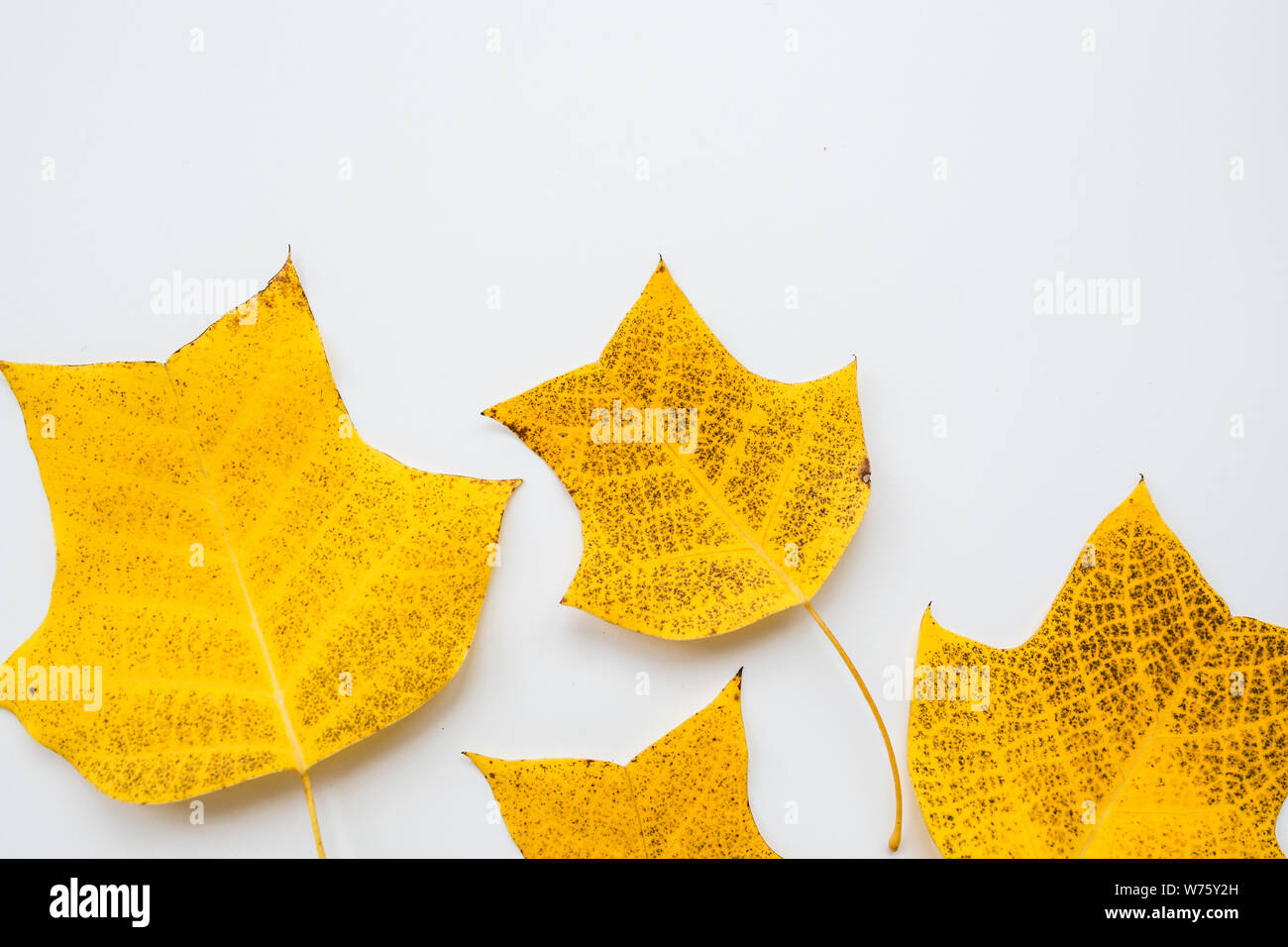 Download Top View Flat Lay Autumn Fall Mockup Frame Made Of Yellow Leaves On White Background Copy Space Stock Photo Alamy PSD Mockup Templates
