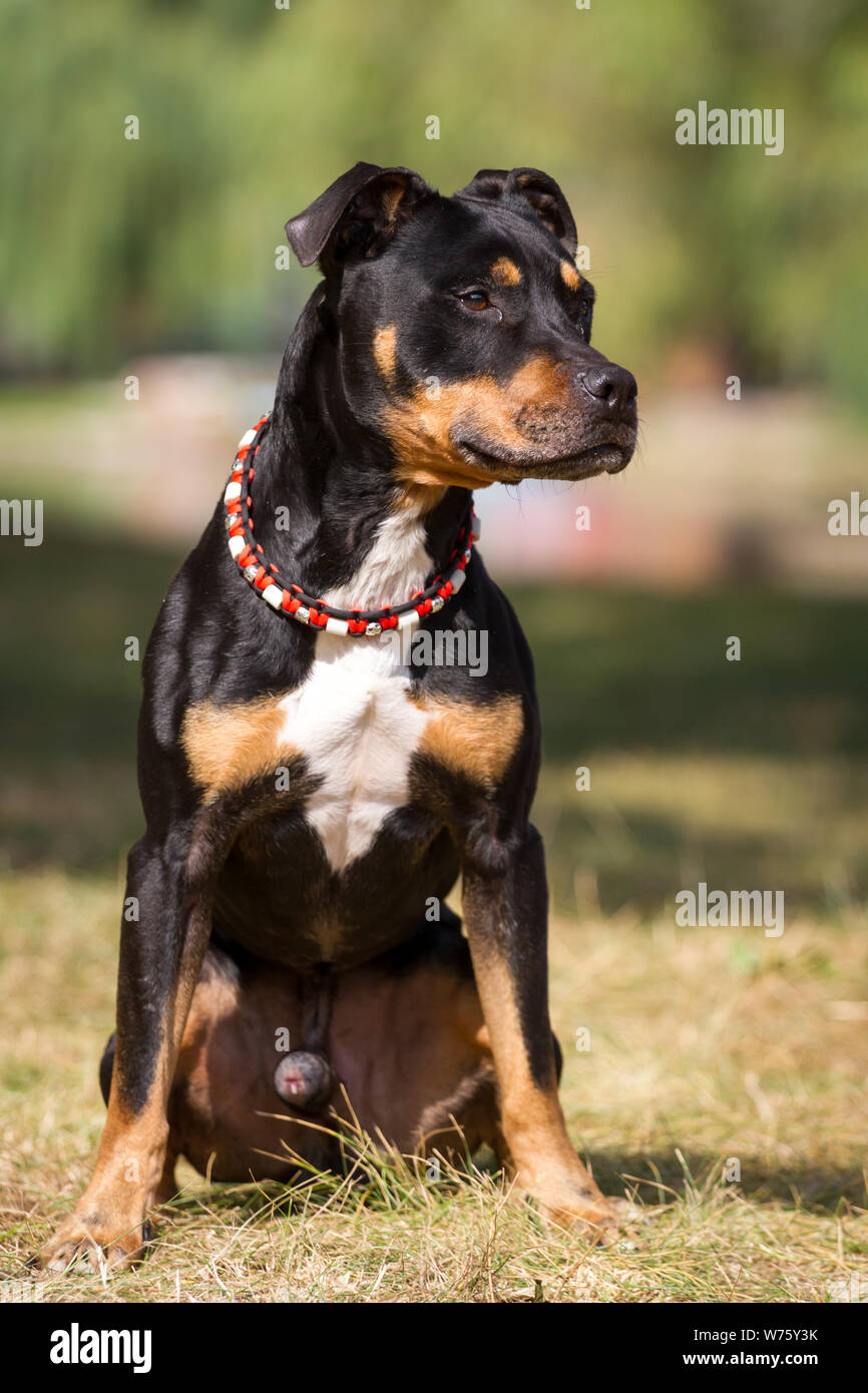 Black and tan American Pit Bull Terrier 