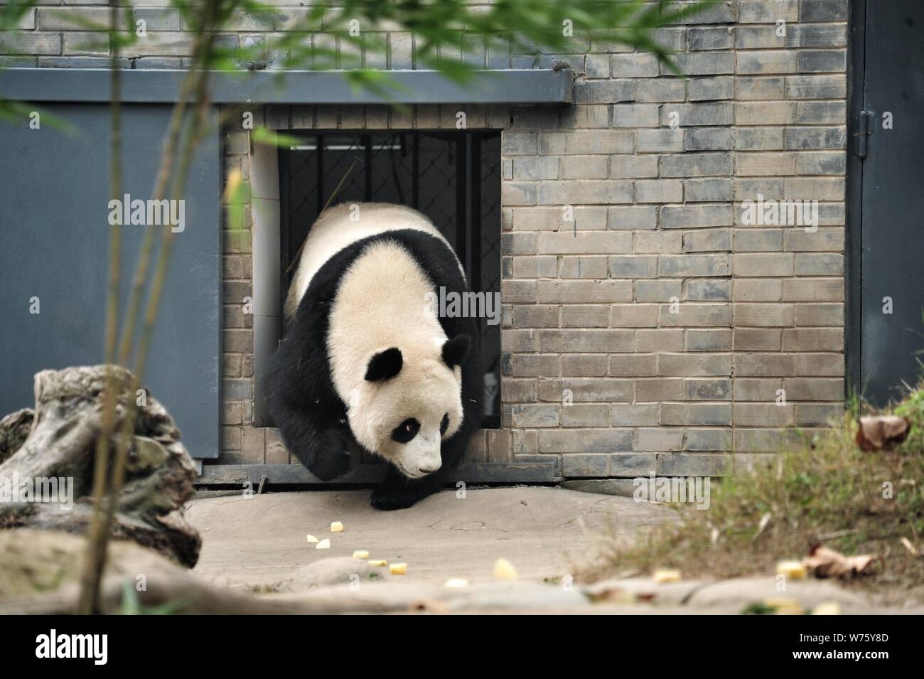 The first Malaysian-born giant panda Nuan Nuan, who returned to China from Malaysian national zoo, meets the public at the Dujiangyan base of the Chin Stock Photo