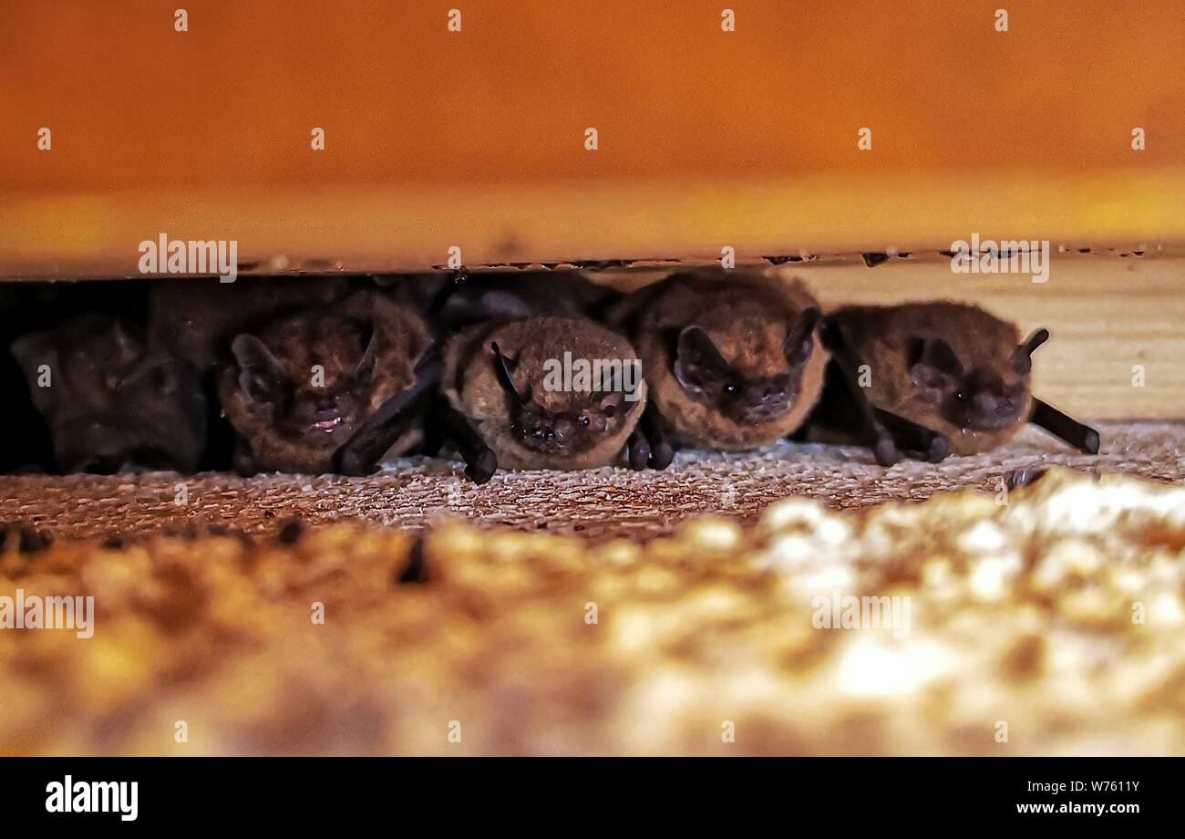 Common Pipistrelle Bat (Pipistrellus pipistrellus), maternity colonie with females and young under wooden beam of house, Hesse, Germany | usage worldwide Stock Photo