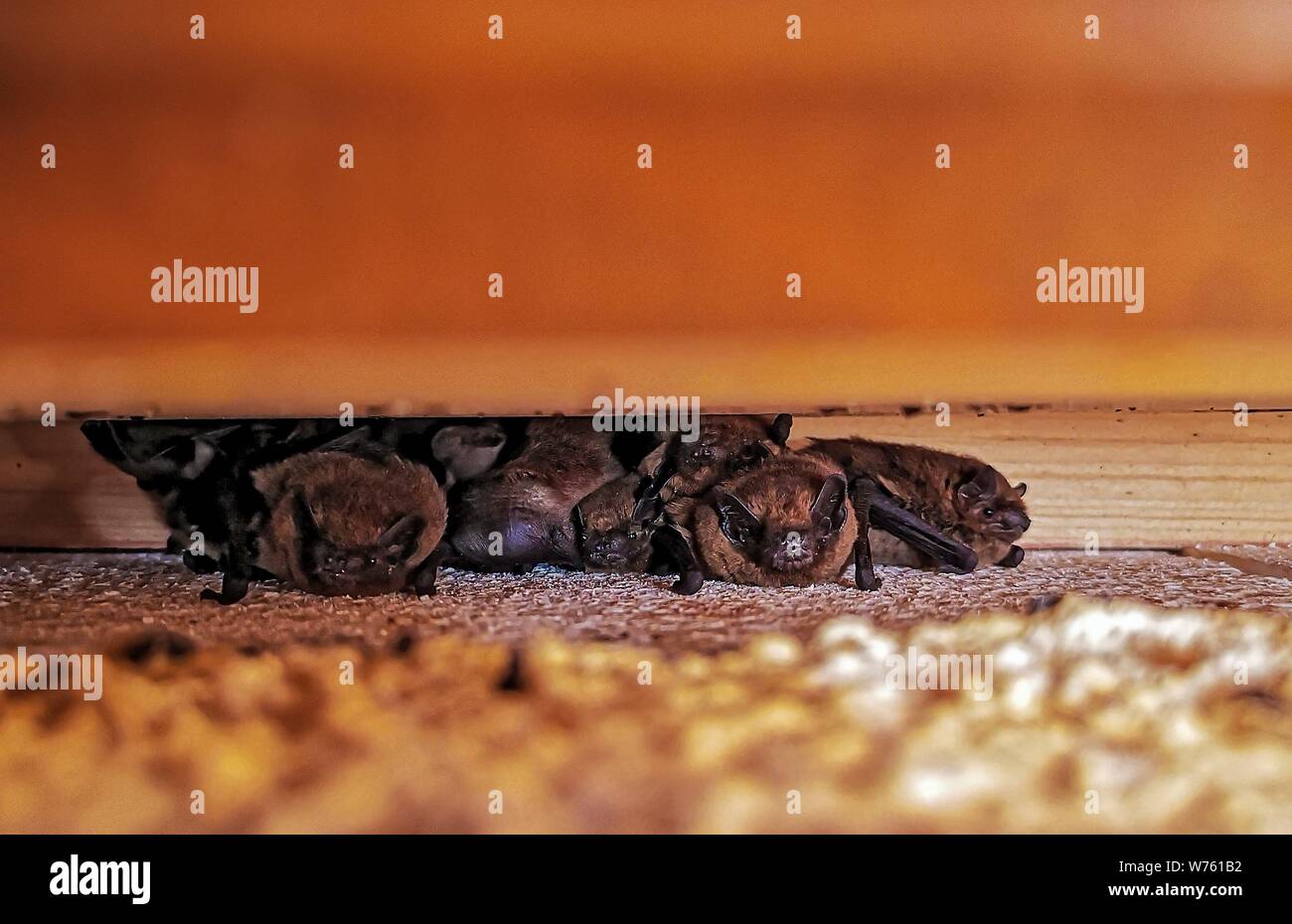 Common Pipistrelle Bat (Pipistrellus pipistrellus), maternity colonie with females and young under wooden beam of house, Hesse, Germany | usage worldwide Stock Photo