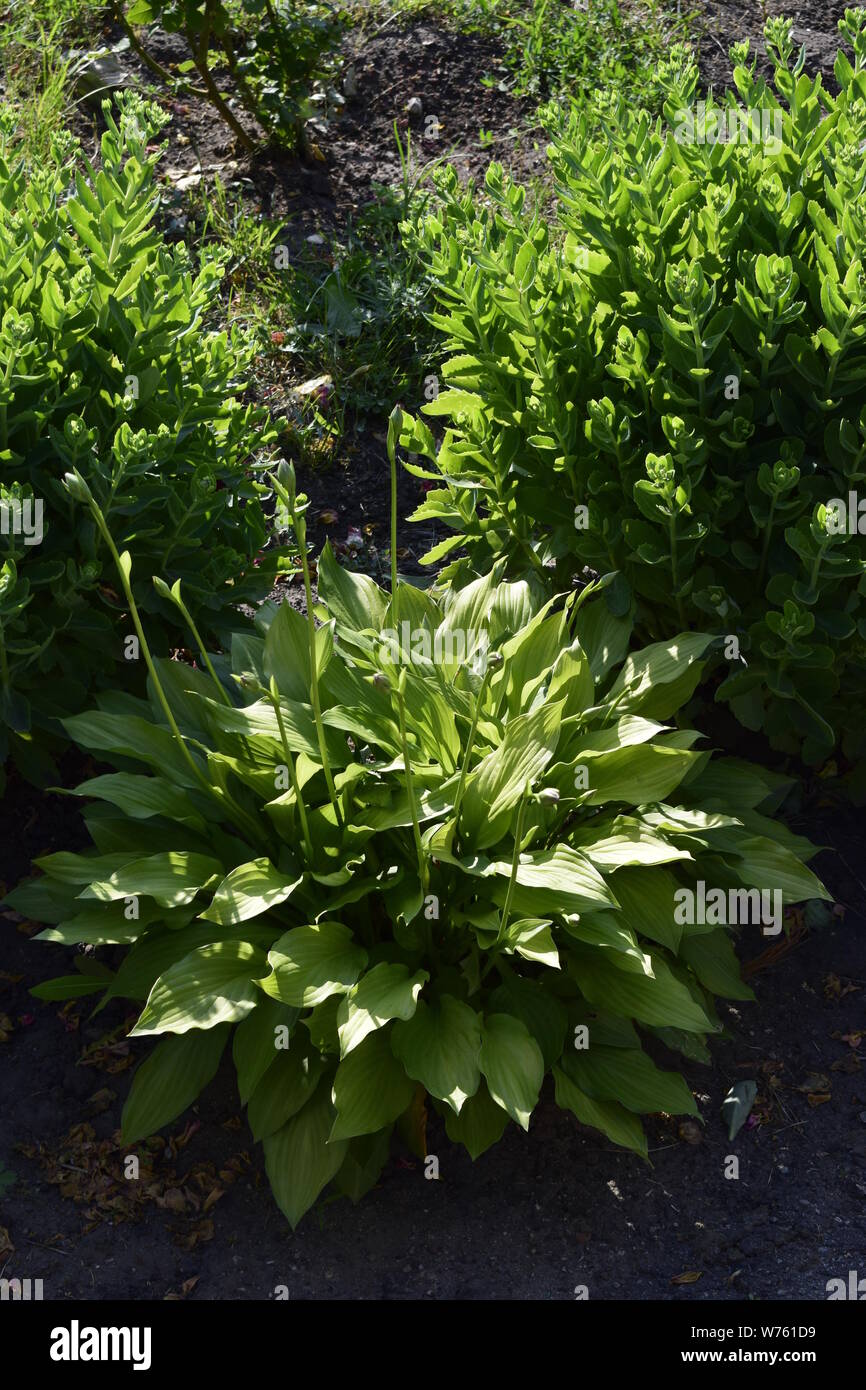 Green Hosta in summer garden. Ornamental plants Khosta (Funkiya) Green hosta (Hosta plantaginea) Stock Photo
