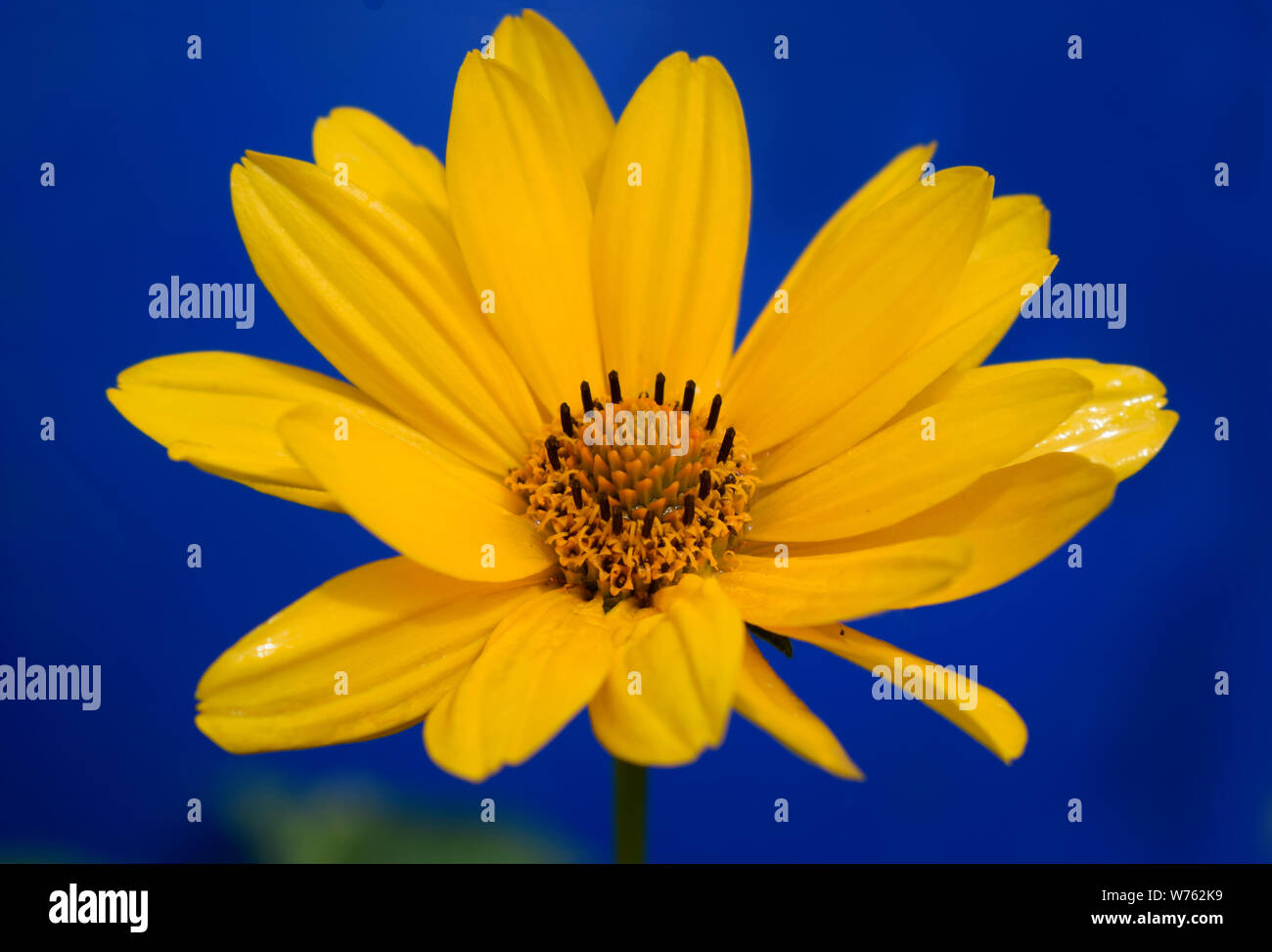 Yellow daisy flower (heliopsis) on the deep blue background Stock Photo