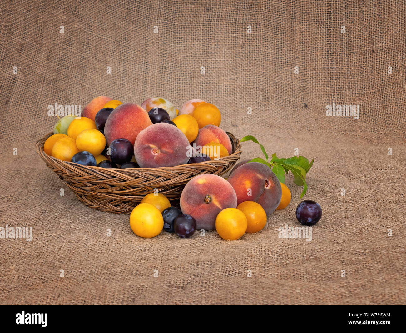 Old fashioned fruit from a long abandoned orchard. Tiny yellow plums, damsons, greengages and small, sweet peaches. Foraged natural fruit. On hessian. Stock Photo