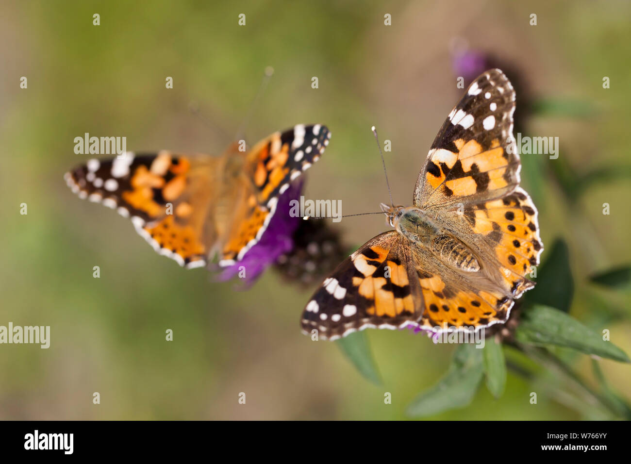 Painted Lady - Vanessa cardui. Summer 2019 Painted Lady influx, UK Stock Photo