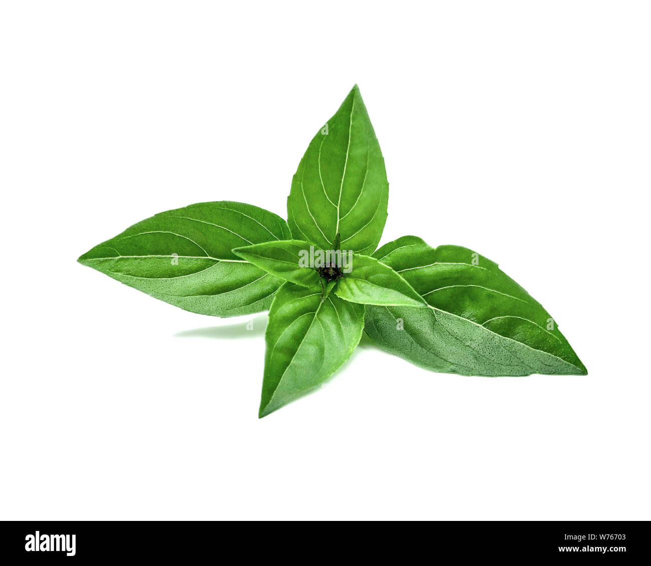 Fresh basil herb leaves isolated on a white background. Top view of ...