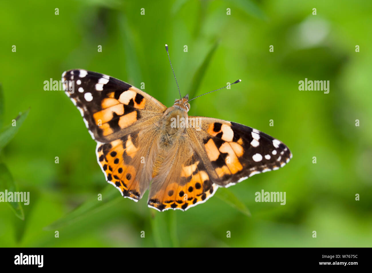 Painted Lady - Vanessa cardui. Summer 2019 Painted Lady influx, UK Stock Photo
