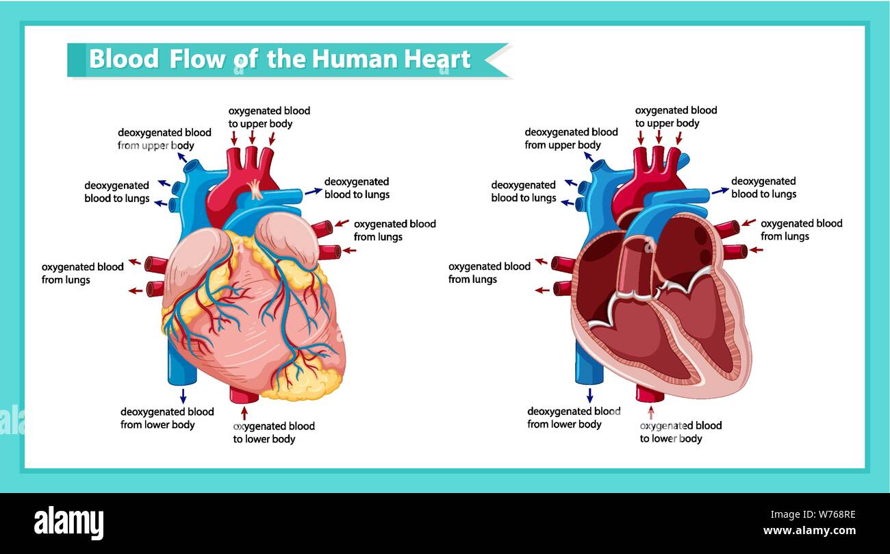 Scientific medical illustration ofblood flow through heart illustration ...