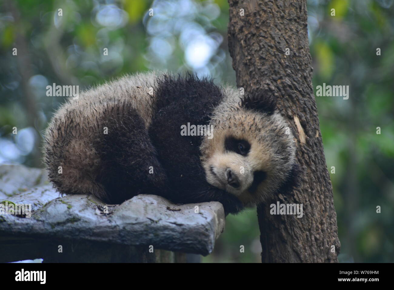 A muddy giant panda cub lies on a stand near a tree at a base of China ...
