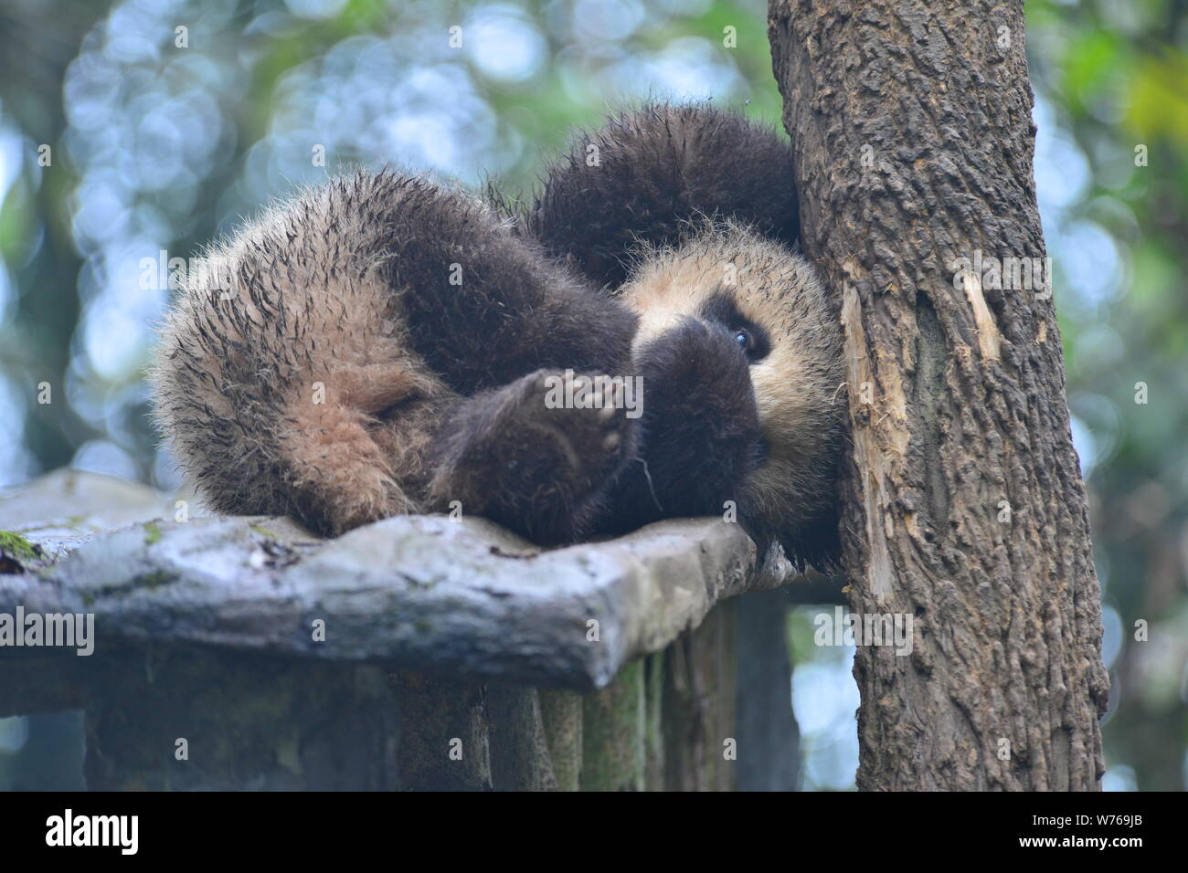 A muddy giant panda cub lies on a stand near a tree at a base of China ...