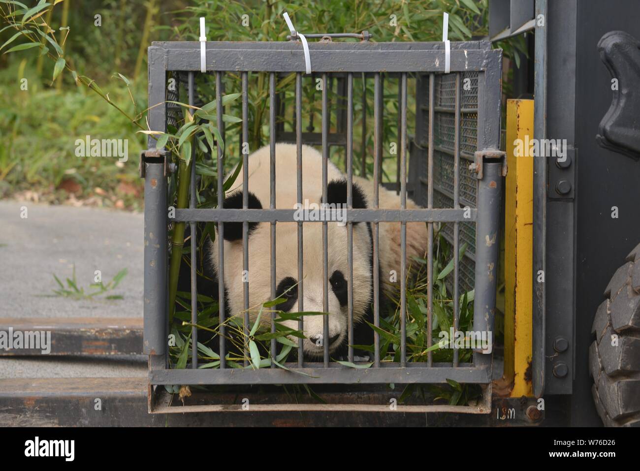 The first Malaysian-born giant panda Nuan Nuan, who returned to China from Malaysian national zoo, meets the public at the Dujiangyan base of the Chin Stock Photo