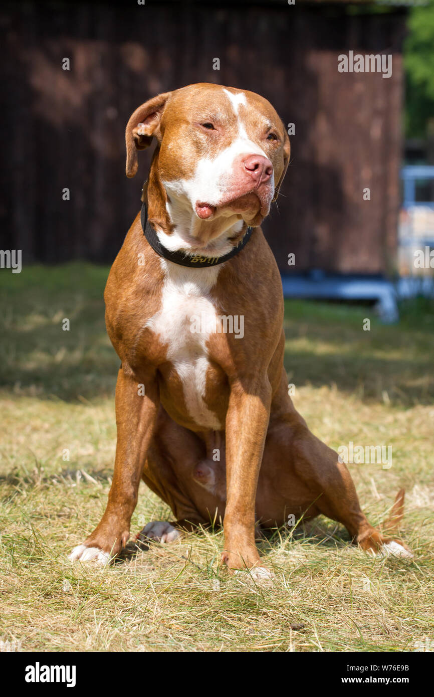 Rednose pitbull hi-res stock photography images - Alamy
