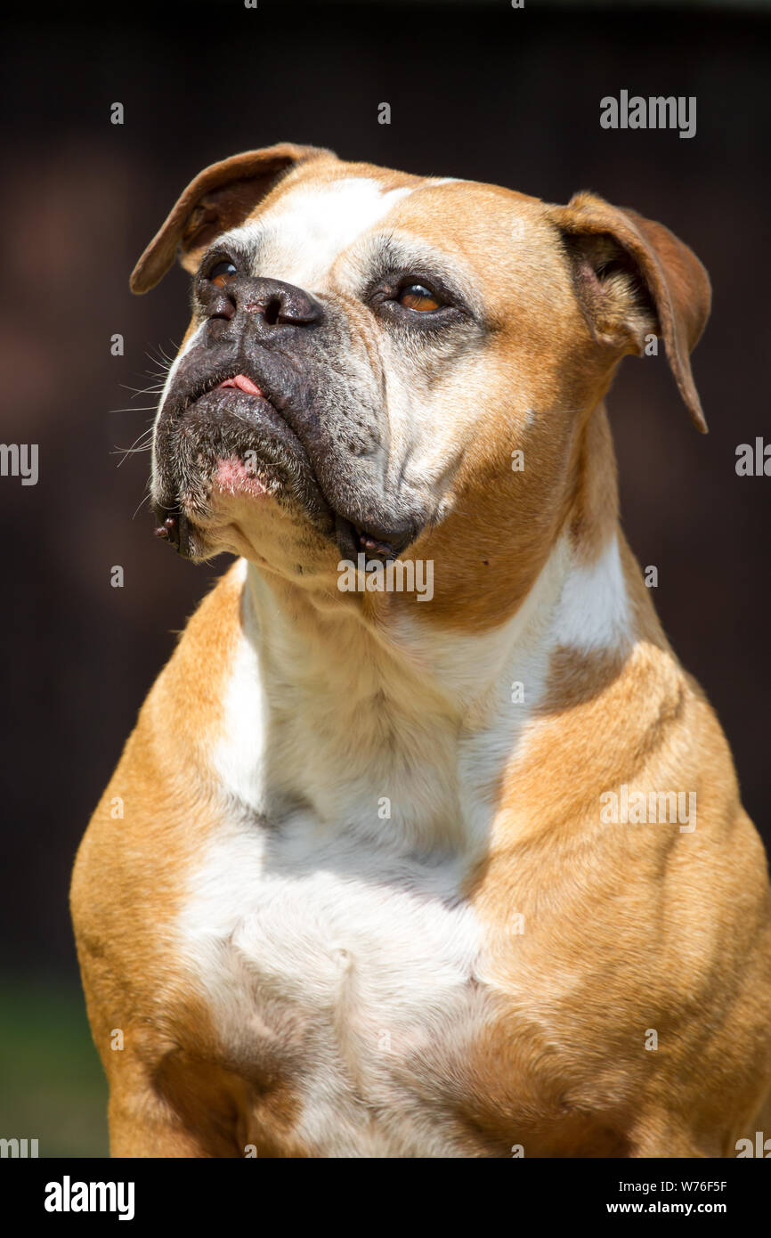 Olde English Bulldog, type Leavitt Stock Photo