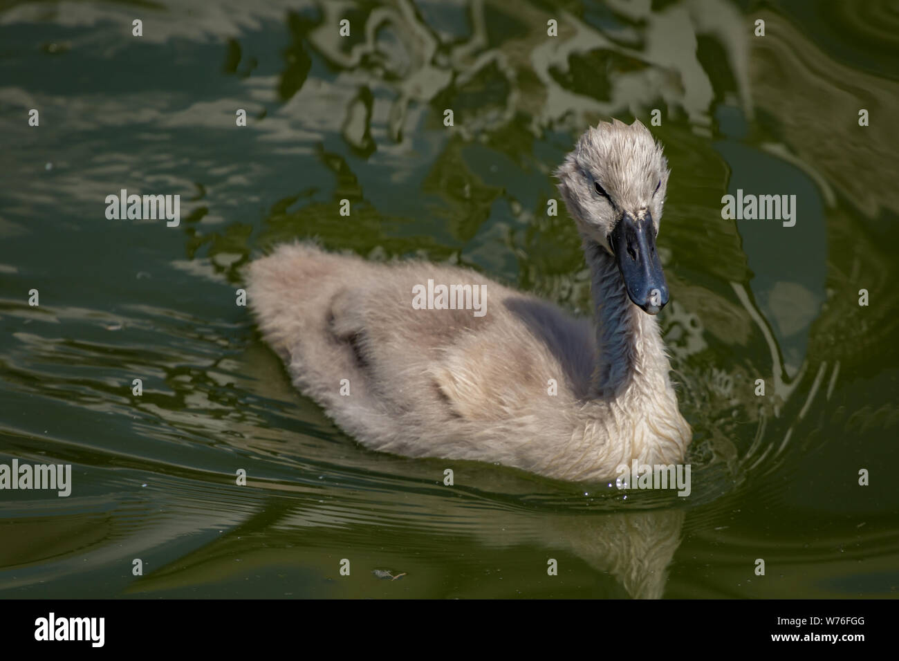 Mute Swan Cygnet at Slimbridge Stock Photo