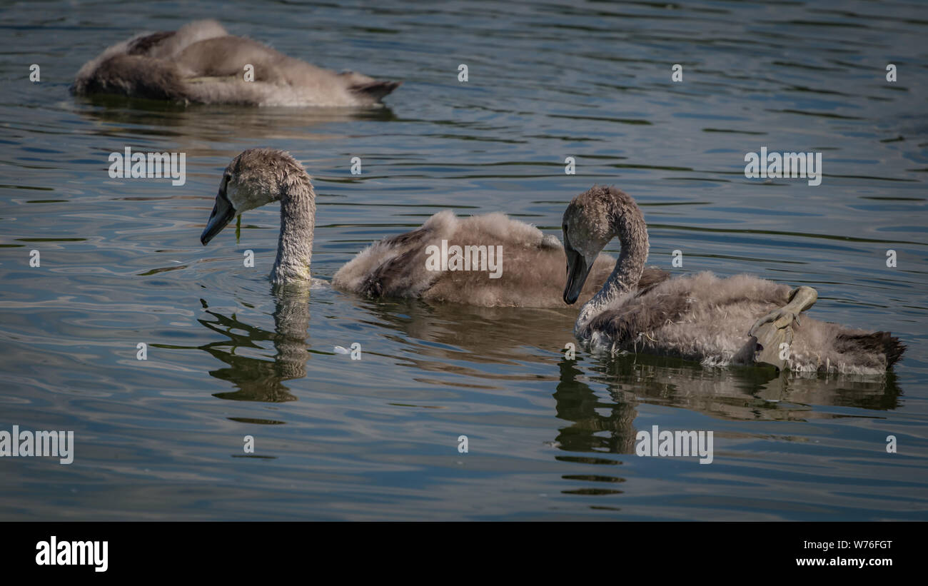 Mute Swan Cygnet at Slimbridge Stock Photo