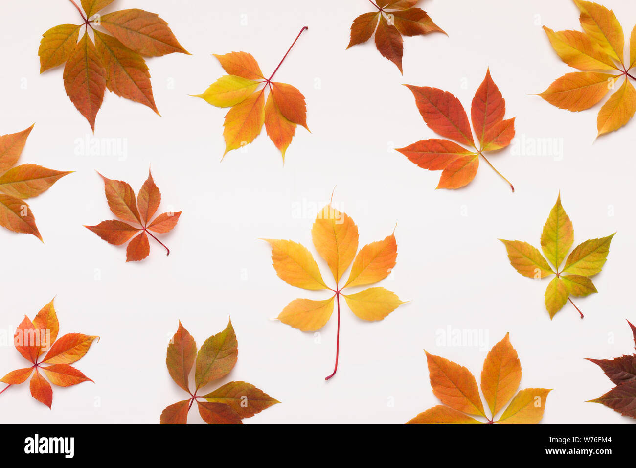 Colorful Grape leaves falling randomly over white background Stock Photo