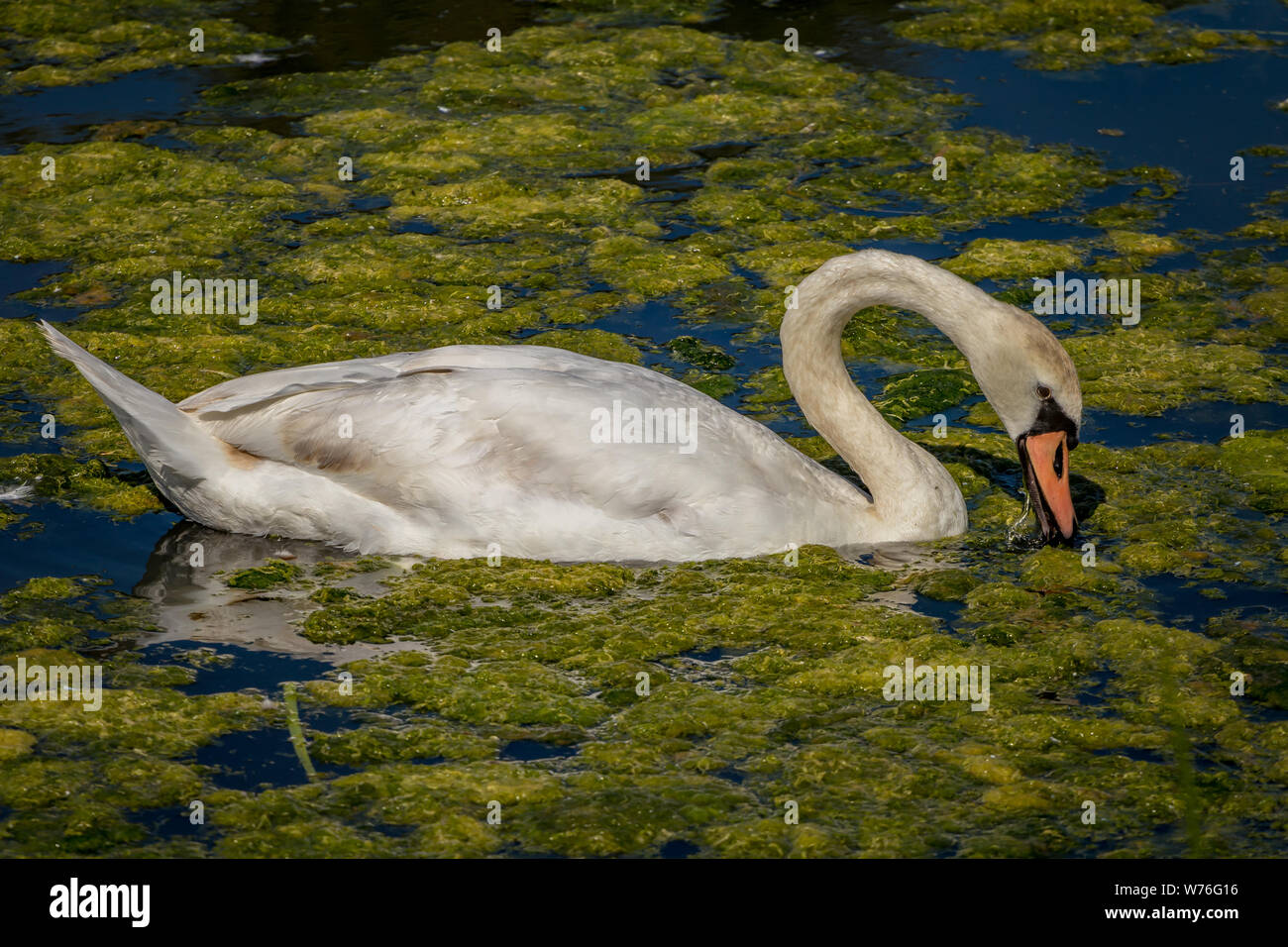 Blanket Weed Pond High Resolution Stock Photography and Images - Alamy