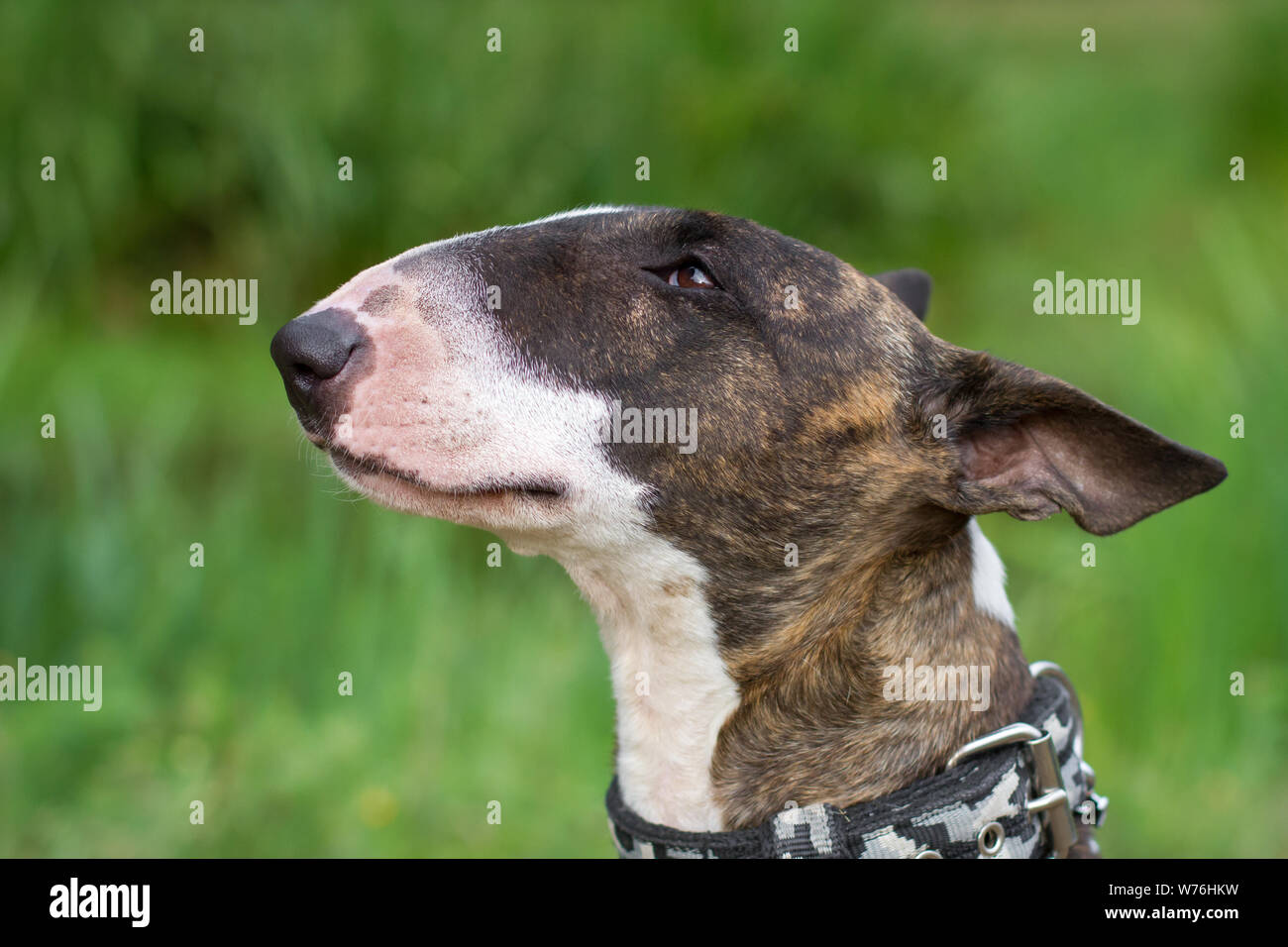 Head portrait of a brindle and white Bull Terrier Stock Photo