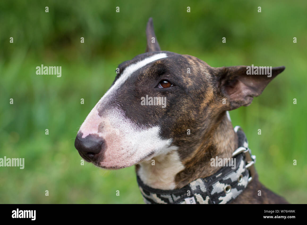 Head portrait of a brindle and white Bull Terrier Stock Photo